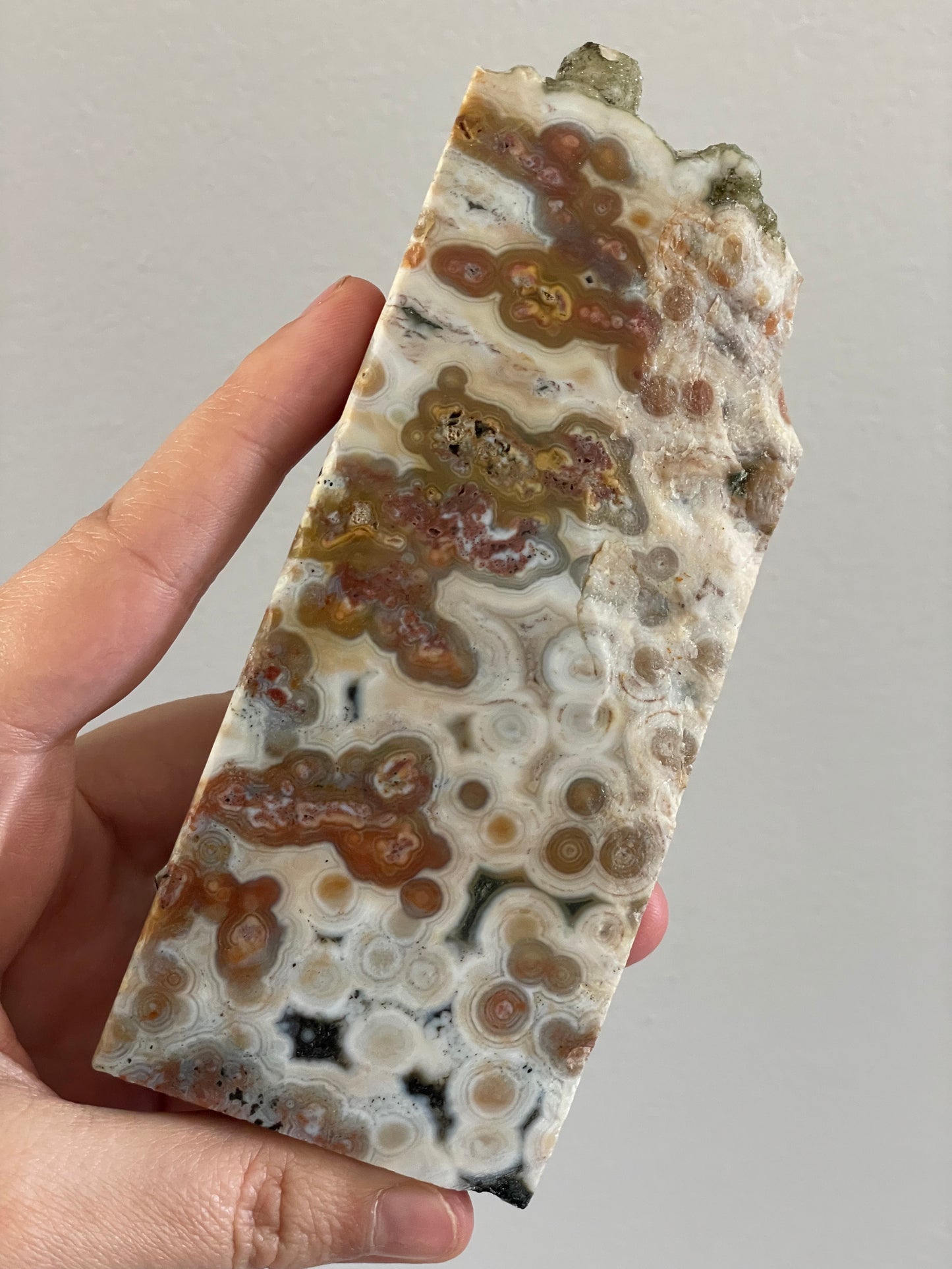 Orbicular Sea Jasper Polished Slab B